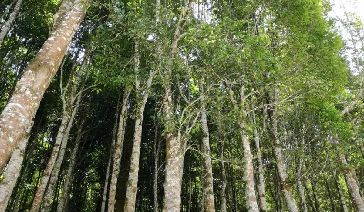 Agarwood Tree