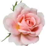 Pure Rose Attar (Gulab Attar) – Natural Alcohol-Free Floral Perfume Oil 2