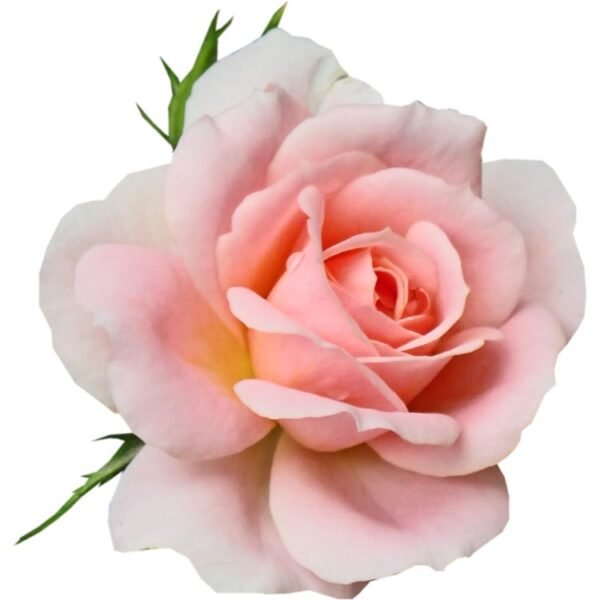 Pure Rose Attar (Gulab Attar) – Natural Alcohol-Free Floral Perfume Oil