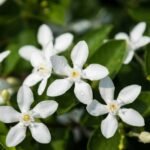 Jasmine Grandiflorum Absolute 2