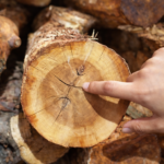 Sandalwood Essential Oil 2