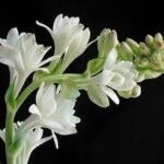 Tuberose Absolute Oil 2