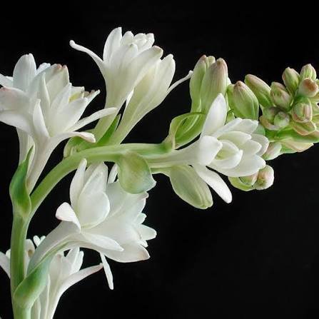 Tuberose absolute oil